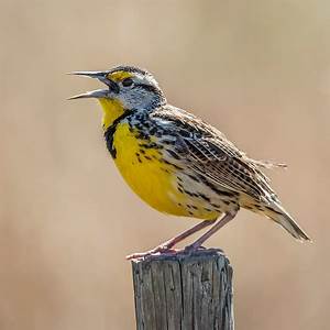 Eastern Meadow Lark