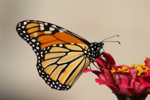 Butterfly Garden