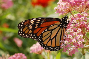 Monarch Butterfly Milkweed