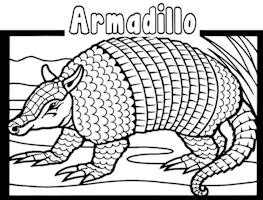 Armadillo Color Page