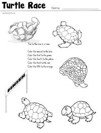 Turtle Race