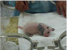 Baby Giant Panda