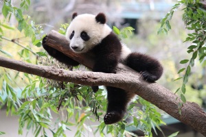 Giant Panda