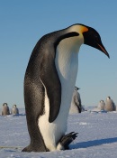 Emperor Penguin