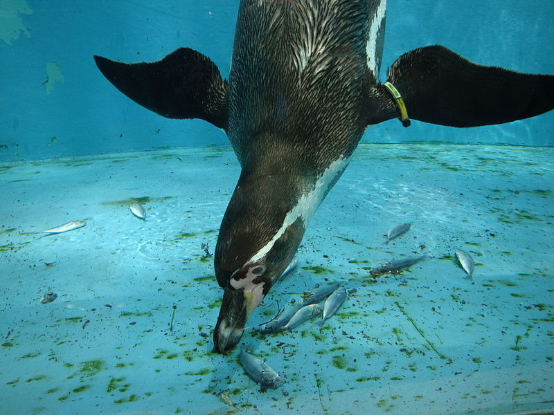 Humboldt Penguin