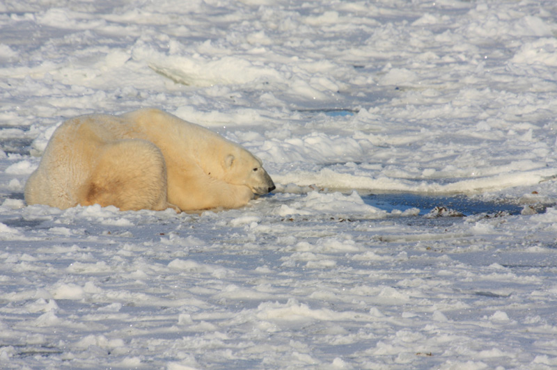 Polar bear hunting