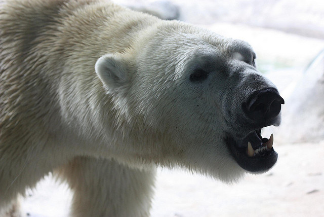 Polar Bear Head