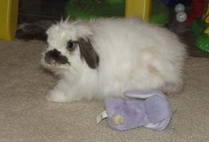 An American Fuzzy Lop Rabbit