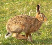 Hare