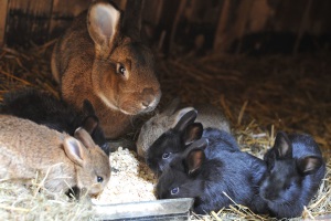 Pet Rabbits in Alaska