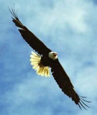 Bald Eagle Flying