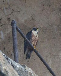 Peregrine Falcon