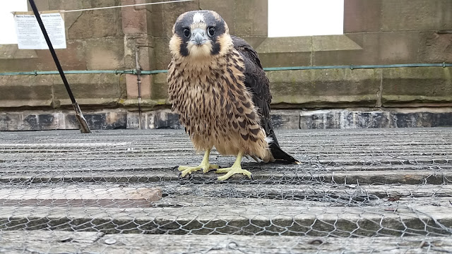 Peregrine Falcon Adult and Chicks