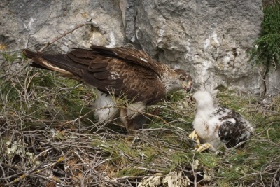 Golden Eagle Eaglets