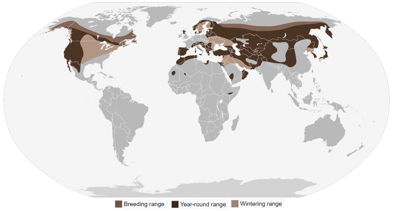 Golden Eagle Distribution