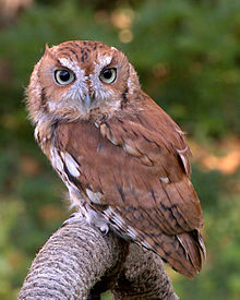 Screech Owl