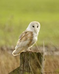 Barn Owl