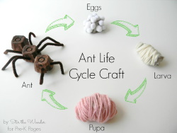 Ant Life Cycle