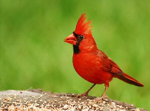 Northern Cardinal