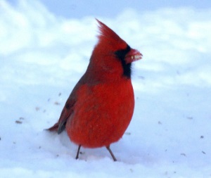 Northern Cardinal in snow