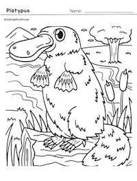 Platypus Coloring Page