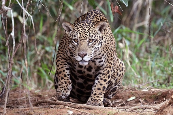 Jaguar