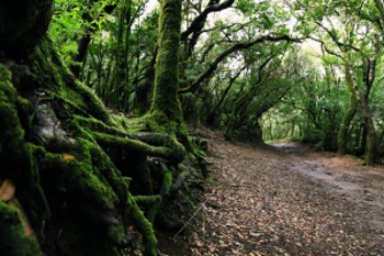 Forest Floor Layer Rainforest