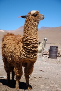 Llama