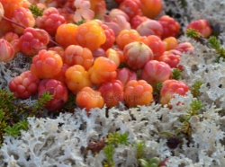 cloudberries