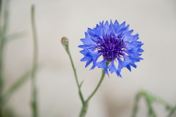 Germany Cornflower