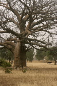 Baobab Tree