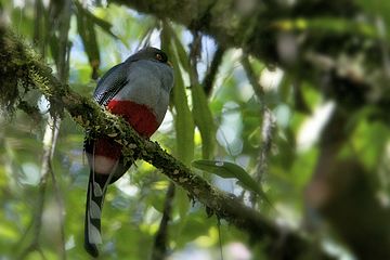 Hispaniolan trogon