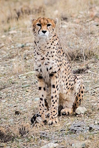 Asiatic Cheetah