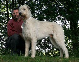 Irish Wolfhound