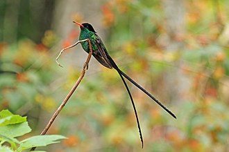 The Swallow-tail Hummingbird