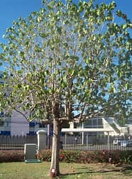 Blue Mahoe Tree