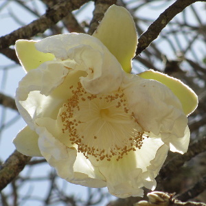 Baobab flower