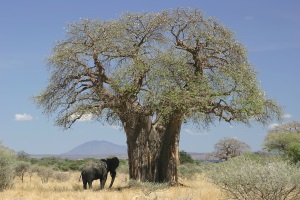 Baobab Tree