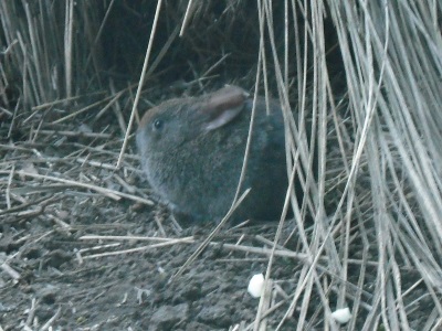 Volcano Rabbit