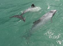 Dolphins in Porpoise Bay