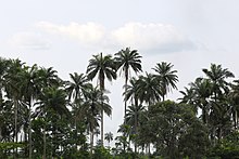 Palm Tree Plantation