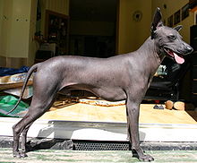 Peruvian Hairless dog