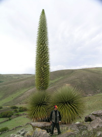 Puya Raimondii