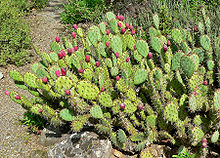 Prickly Pear