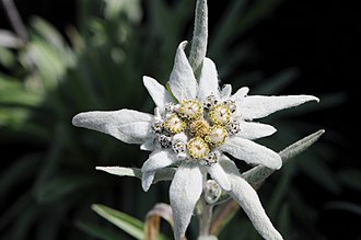 Edelweiss