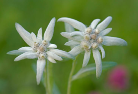 Edelweiss