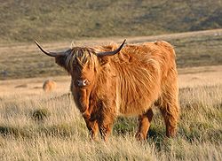 Scottish Highland cattle