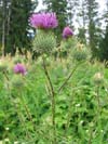 Scotland Thistle