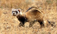 steppe polecat