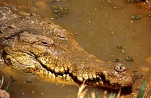 Orinoco crocodile